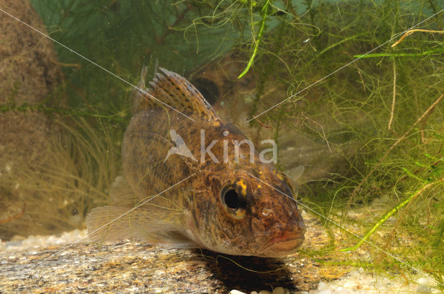 blacktail (Gymnocephalus cernuus)