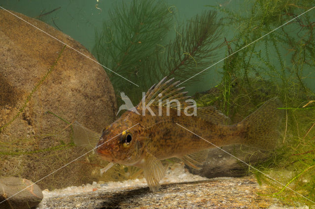 blacktail (Gymnocephalus cernuus)