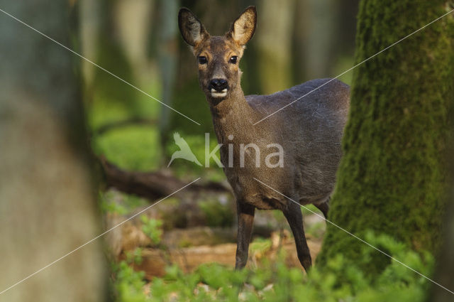 Roe Deer (Capreolus capreolus)