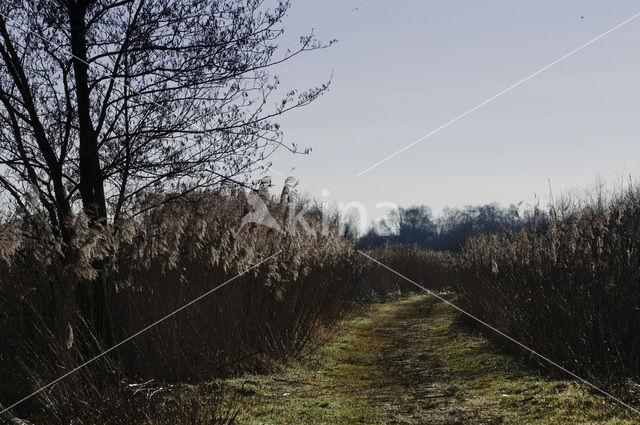 Riet (Phragmites australis)