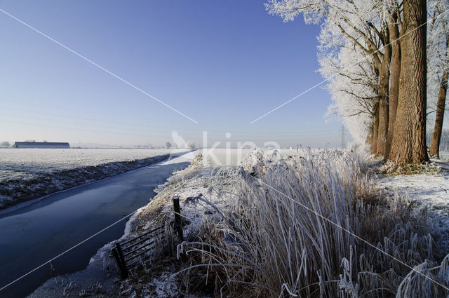 Common Reed (Phragmites australis)