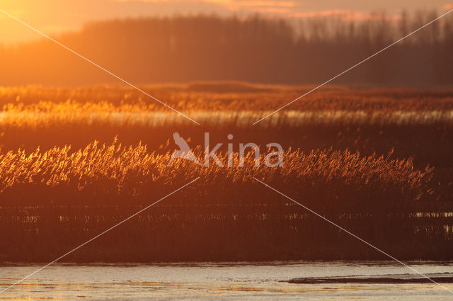 Common Reed (Phragmites australis)