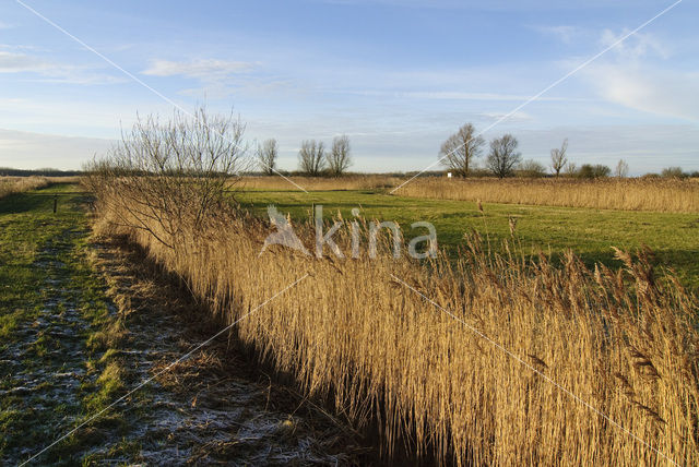 Riet (Phragmites australis)