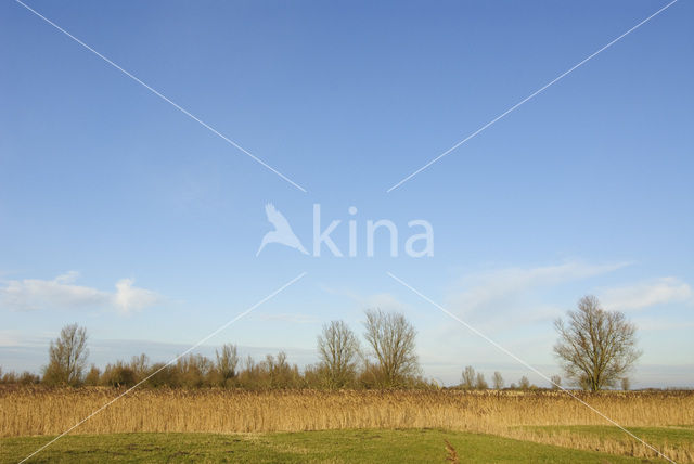 Riet (Phragmites australis)