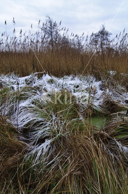 Riet (Phragmites australis)