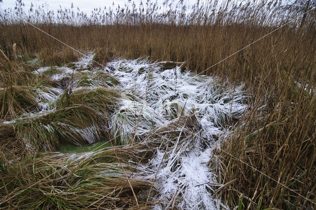 Riet (Phragmites australis)