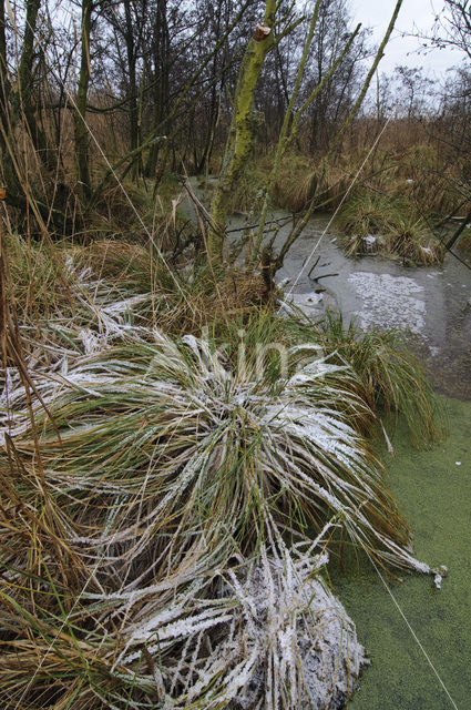 Riet (Phragmites australis)