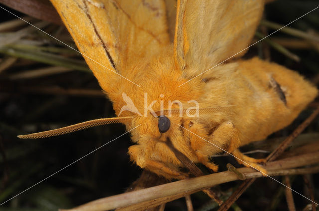 Rietvink (Euthrix potatoria)