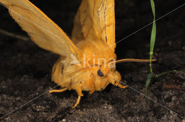 Rietvink (Euthrix potatoria)