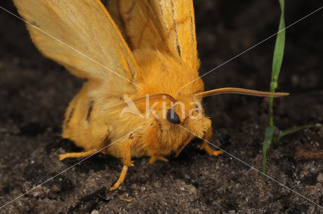 Rietvink (Euthrix potatoria)