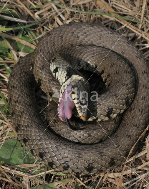 Grass Snake (Natrix natrix)