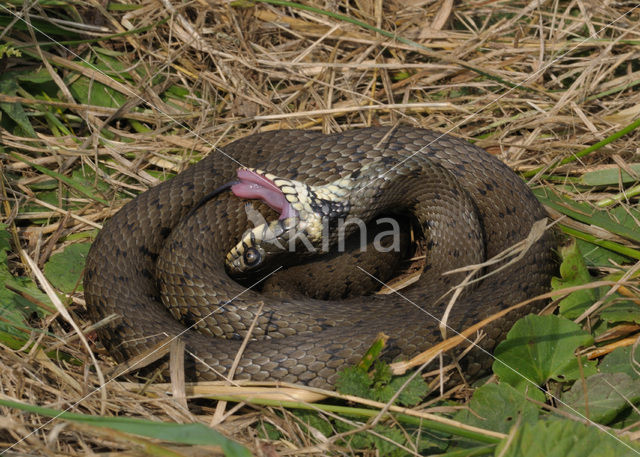 Grass Snake (Natrix natrix)