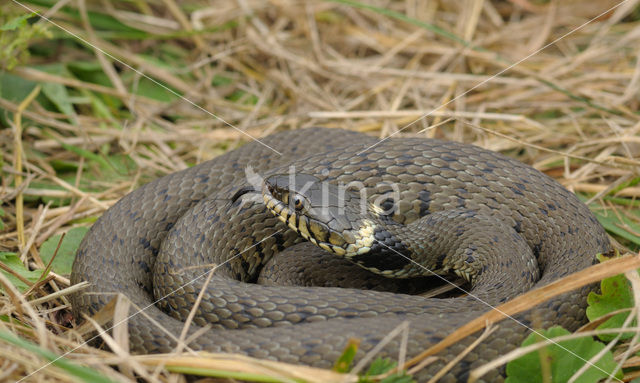 Grass Snake (Natrix natrix)