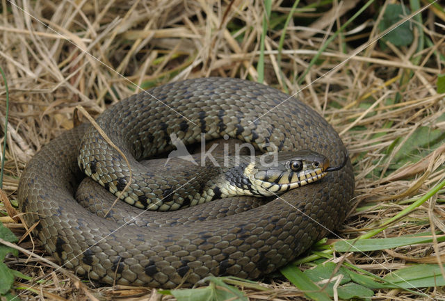 Grass Snake (Natrix natrix)