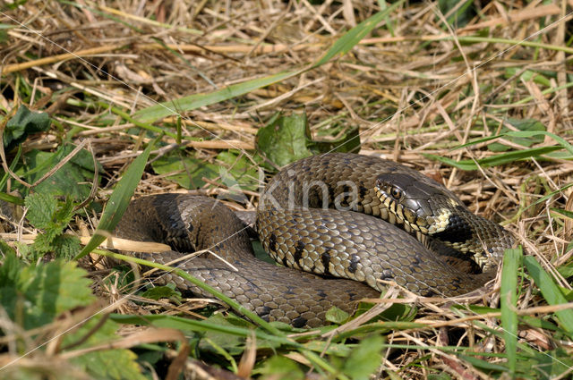 Grass Snake (Natrix natrix)