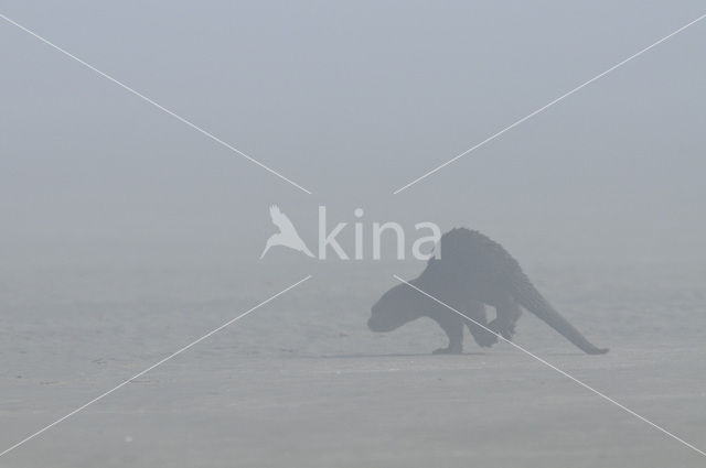 Rivierotter (Lutra canadensis)