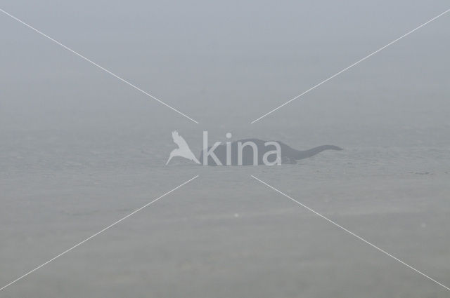 River Otter (Lutra canadensis)