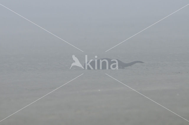 Rivierotter (Lutra canadensis)