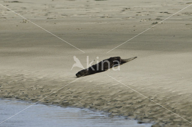 Rivierotter (Lutra canadensis)