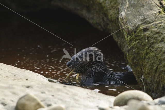 Rivierotter (Lutra canadensis)