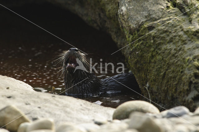 Rivierotter (Lutra canadensis)