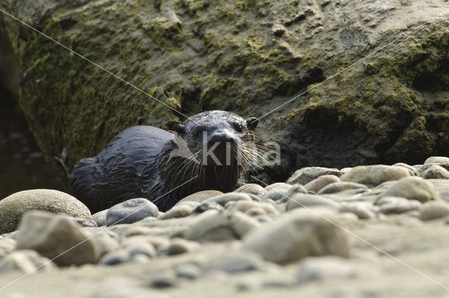 Rivierotter (Lutra canadensis)