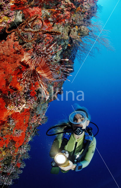 Spotfin lionfish (Pterois antennata)