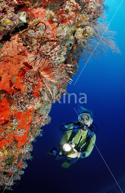 Rode koraalduivel (Pterois antennata)