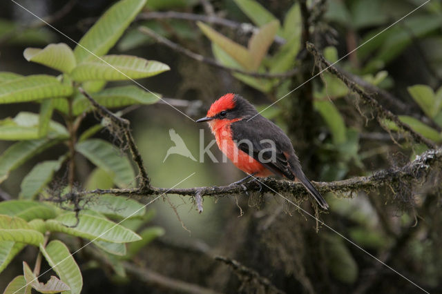 Vermilion Flycatcher (Pyrocephalus rubinus)