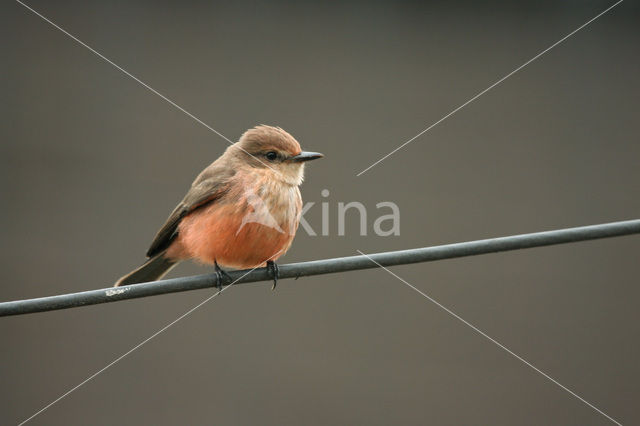 Vermilion Flycatcher (Pyrocephalus rubinus)