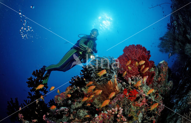 Rode vlaggebaars (Pseudanthias squamipinnis)