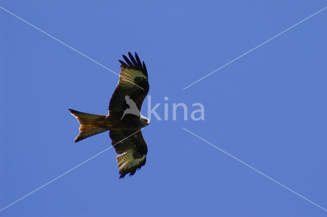 Red Kite (Milvus milvus)