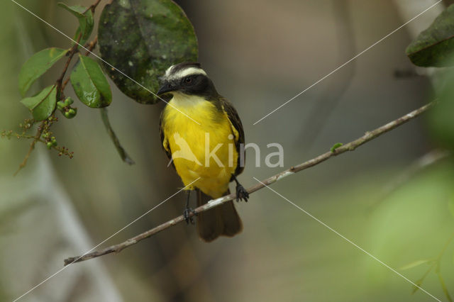 Social Flycatcher (Myiozetetes similis)