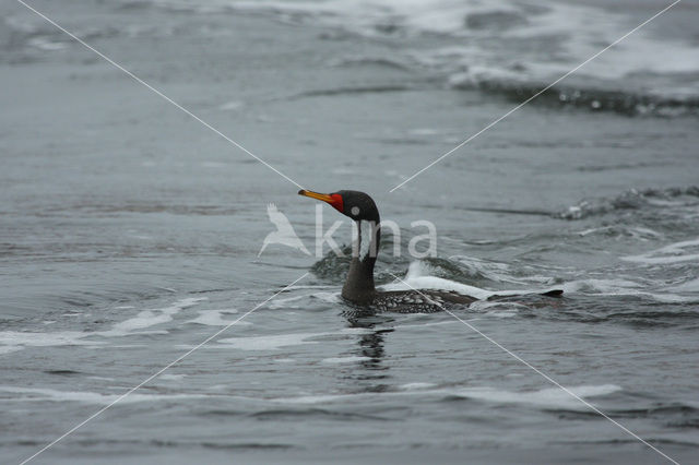 Roodpootaalscholver (Phalacrocorax gaimardi)