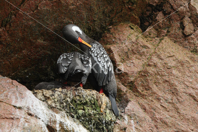 Roodpootaalscholver (Phalacrocorax gaimardi)