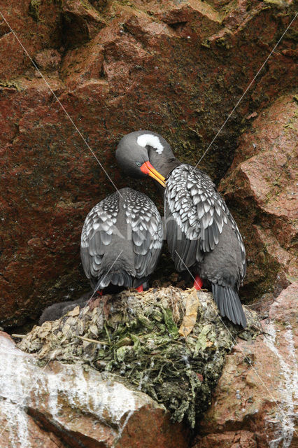 Red-legged Cormorant (Phalacrocorax gaimardi)