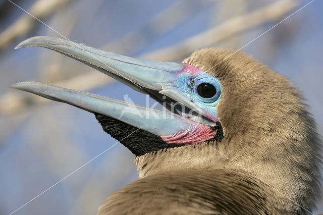 Red-footed Booby (Sula sula)