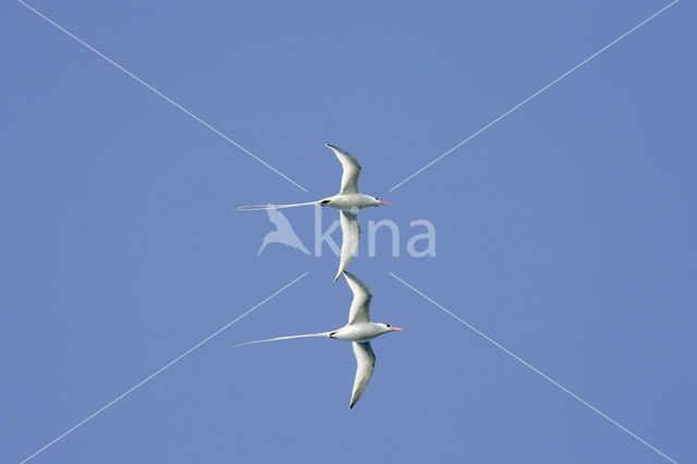 Red-billed Tropicbird (Phaethon aethereus)