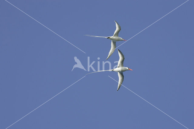 Red-billed Tropicbird (Phaethon aethereus)