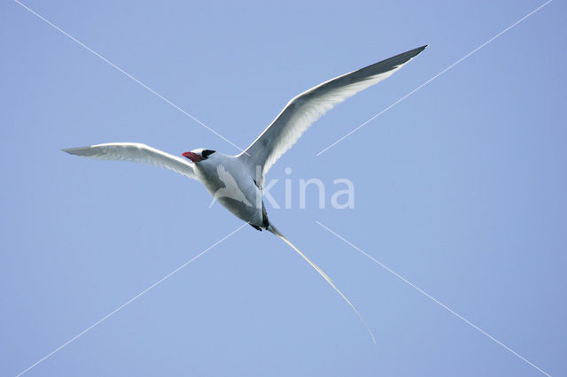 Roodsnavelkeerkringvogel (Phaethon aethereus)