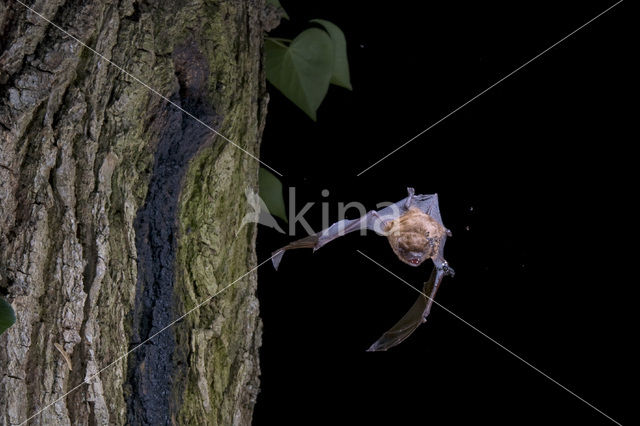 Rosse vleermuis (Nyctalus noctula)