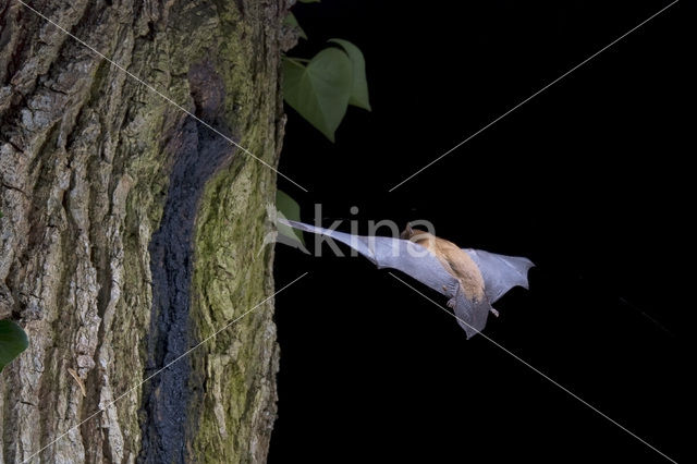 Noctule Bat (Nyctalus noctula)