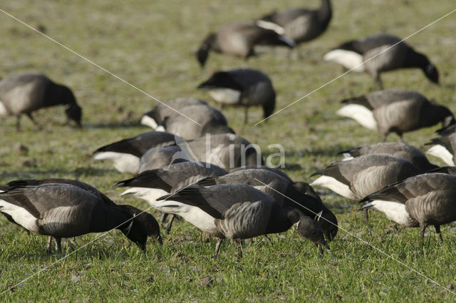 Rotgans (Branta bernicla)