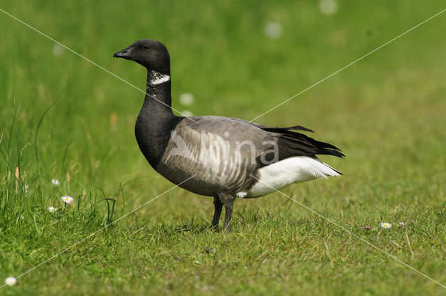 Brent Goose (Branta bernicla)