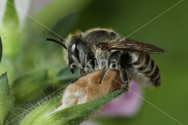 Rotsbehangersbij (Megachile pilidens)