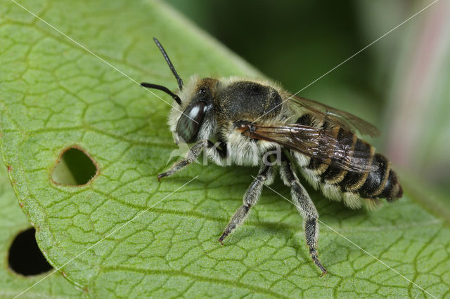 Rotsbehangersbij (Megachile pilidens)