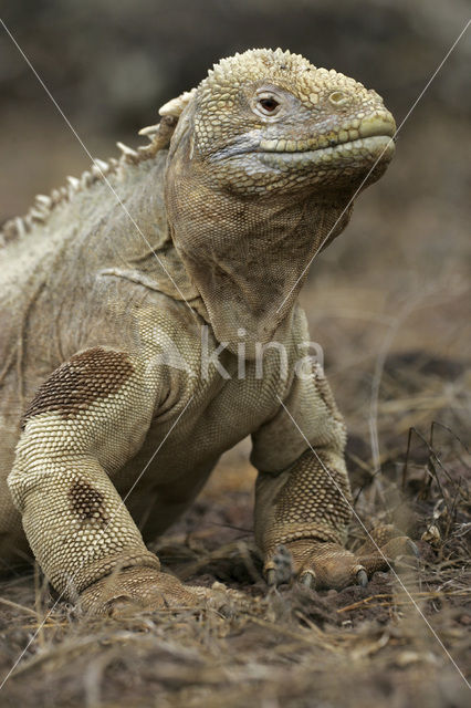 Santa Fe land Iguana