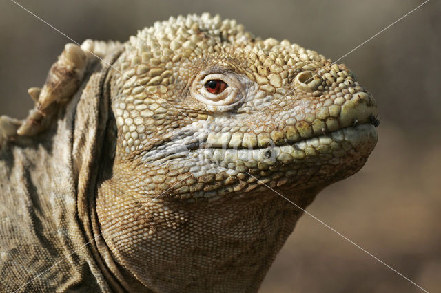 Santa Fe land Iguana