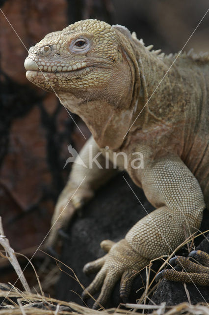 Santa Fe land Iguana