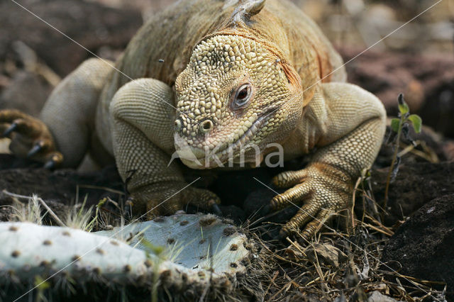 Santa Fe land Iguana